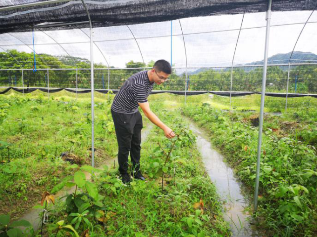 黄俊添正在查看益肾子种植情况